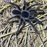 tarantula vogelspin hike sint maarten caribbean
