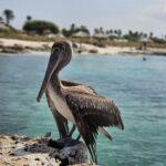 Ziekenhuiswerk op Aruba – Julian werkt als verpleegkundige in het Horacio Oduber Ziekenhuis.