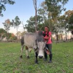 Australische outback met vee op een cattle station tijdens backpacken