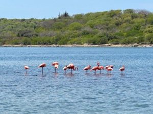 Werken als anesthesiemedewerker op Curaçao 